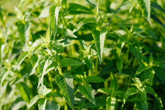 Beautiful Green Leaves of Monarda Garden Bergamot Plant