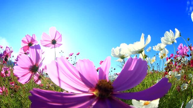 風渡るコスモスの花畑と太陽の光芒