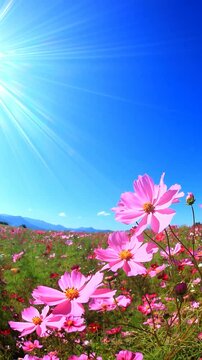 風渡るコスモスの花畑と太陽の光芒とミツバチ