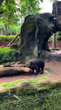 A sun bear (Biruang) in its enclosure at the Bali Zoo, Indonesia. This video demonstrates the exotic animal's appearance and behavior.