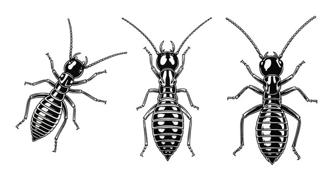 Three black and white vector illustrations of termites from a top-down dorsal view, featuring detailed segmented bodies, long antennae, and mandibles isolated on a white background.