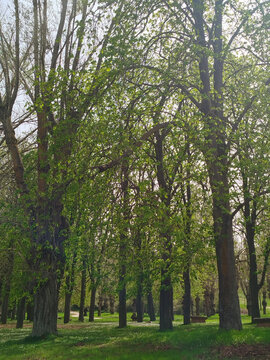 Vista vertical de un parque arbolado con follaje verde de primavera sobre c&eacute;sped y luz solar filtrada en Burgos, Espa&ntilde;a