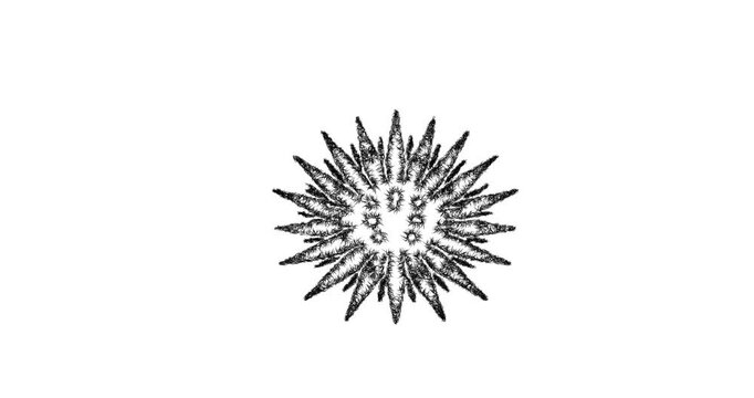 Sketch sea urchin icon animation - smooth progressive reveal