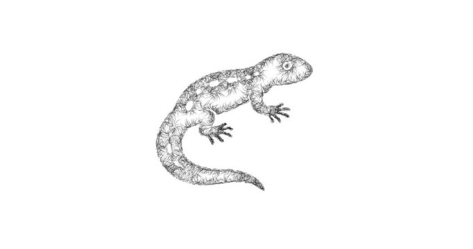 Sketch Salamander icon animation - smooth progressive reveal