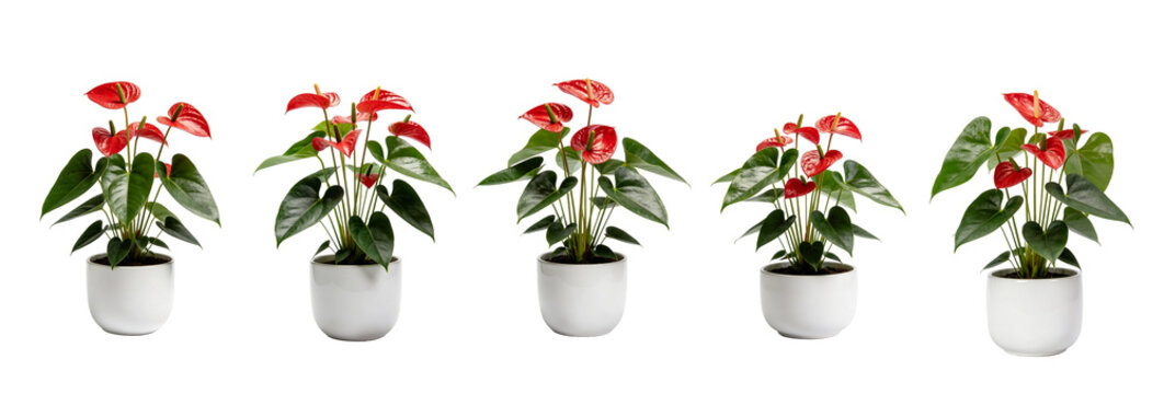 Anthurium Tropical Flower Collection Set 1 - Transparent Background
