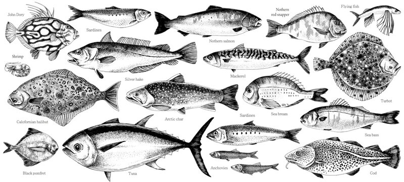 Edible fish sketched vector collection