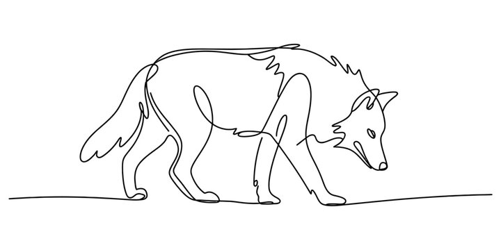 A minimalist single continuous line drawing of a wild wolf walking forward on a white background Vector, illustration