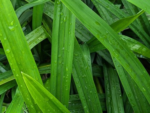 Fresh green pandan leaves (Pandanus amaryllifolius) with water droplets after rain in a tropical garden.