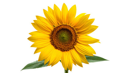 Fototapeta premium Bright yellow sunflower with prominent central disc and green leaves against a black background