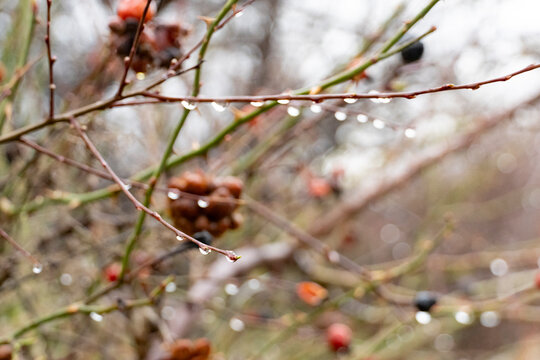 Rain Drops on Bare Branch with Soft Bokeh Background