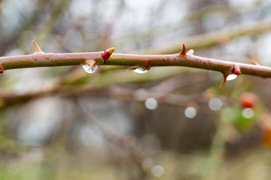 Rain Drops on Bare Branch with Soft Bokeh Background