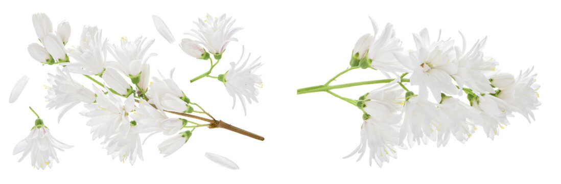 deutzia flowers isolated on a white background
