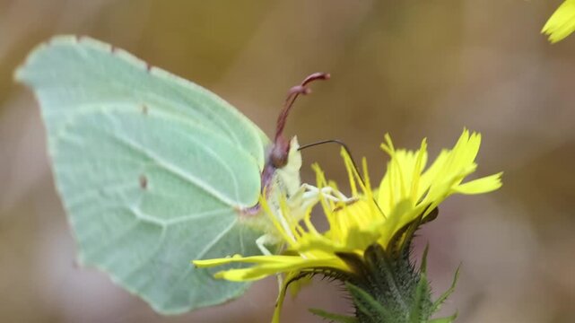 Closeup of a Brimstone Butterfly, Gonepteryx rhamni, feeding on a yellow flower in the Picos de Europa National Park, Autumn. Spain.