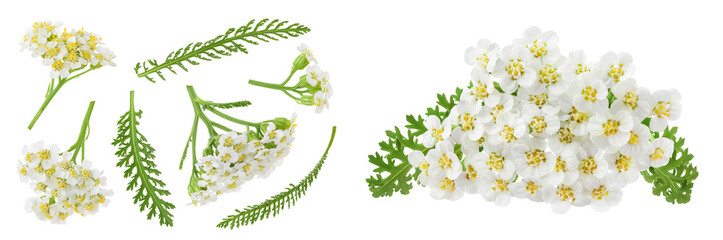 fresh yarrow flowers isolated on white background. Top view. Flat lay © kolesnikovserg