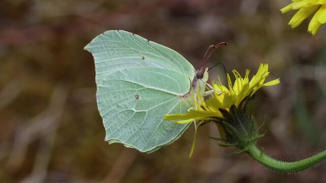 A Brimstone Butterfly, Gonepteryx rhamni, feeding from a yellow flower in early Autumn. Picos de Europa National Park. Spain