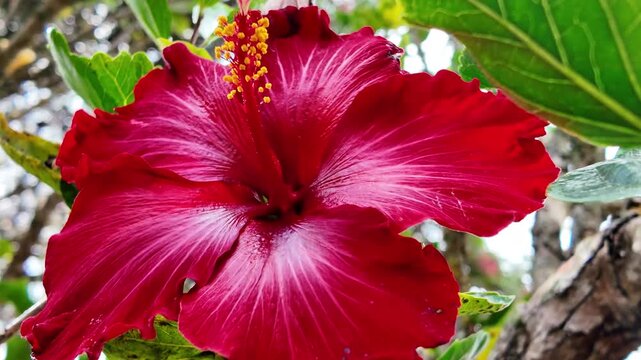 Zoom-out from the yellow stamen to a full view of a deep red hibiscus flower in a tropical garden. Authentic organic textures and floral beauty.