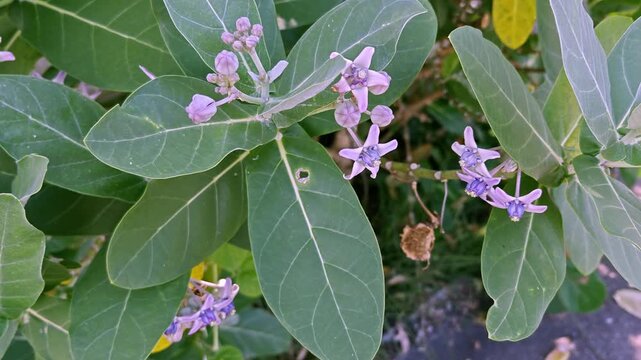 Giant Calotropis or Crown Flower with Purple Blooms and Broad Green Leaves