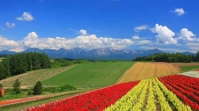 キンギョソウなどの花畑と十勝連峰