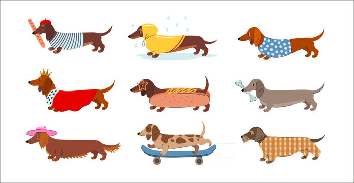 Cute dachshund characters in outfits and activities set. Flat vector illustration of sausage dogs wearing clothes, costumes and accessories in playful lifestyle scenes.
