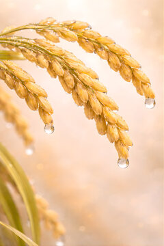 Golden Dew of Abundance &ndash; Macro Rice Grains with Water Droplets