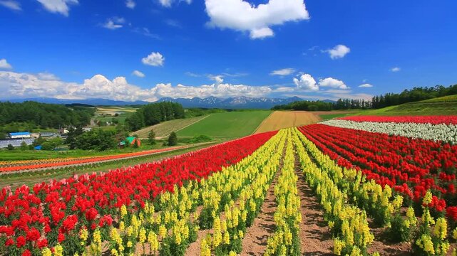 キンギョソウなどの花畑と十勝連峰