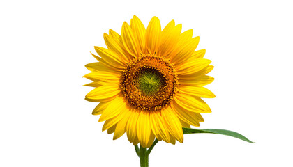 Fototapeta premium A vibrant sunflower in full bloom, isolated against a solid black background