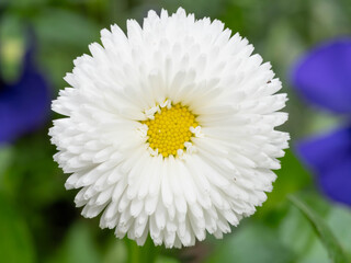 Bio Diversity - White Flower Bellis perennis in a Ball Version - High Resolution Macro © Aleksandra