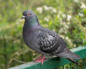 Obraz premium Beautiful City Pigeon with great Colours in a Portrait Shot with great Green Bokeh und good Details on the Orange Eye