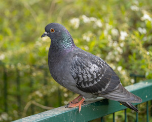 Obraz premium Beautiful City Pigeon with great Colours in a Portrait Shot with great Green Bokeh und good Details on the Orange Eye