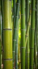Obraz premium A close-up view of vibrant green bamboo stalks.