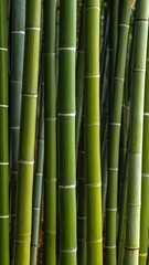 Obraz premium A vertical close-up shot captures the textured green stalks of a bamboo forest.