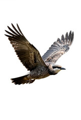 Obraz premium Red tailed hawk and eagle flying in blue sky wildlife raptor bird wings spread
