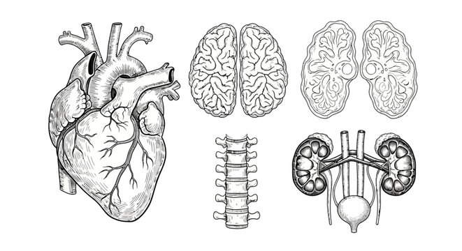 Educational set of detailed anatomical sketch diagrams, featuring vital human organs like the heart, brain, spinal column, and kidneys, presented in a classic vintage style for scientific study