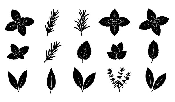 Herb and spice leaves silhouette vector set with basil mint rosemary thyme and bay leaf shapes isolated on white
