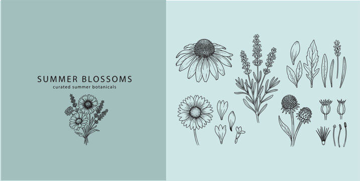 Hand drawn wildflower line art set for summer wedding and branding. High-quality line art in a vintage engraved style, perfect for wildflower-themed branding, packaging, and elegant wedding stationery