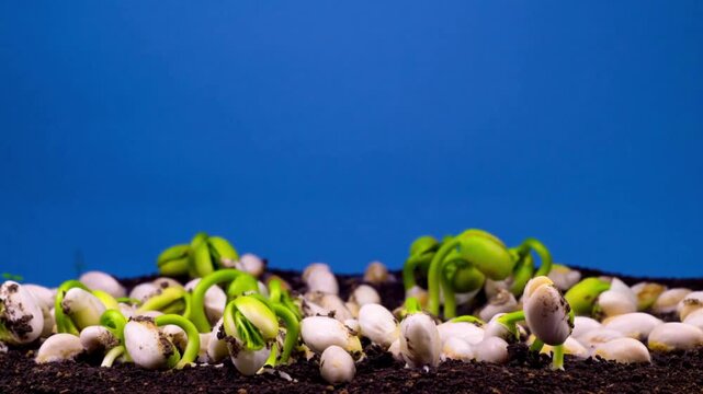 Time lapse of a growing rye field development of the cereal crop in the spring season