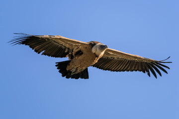 Fototapeta premium Griffon Vulture - Gyps fulvus, large brown white headed vulture from Old World and Africa, Spain.