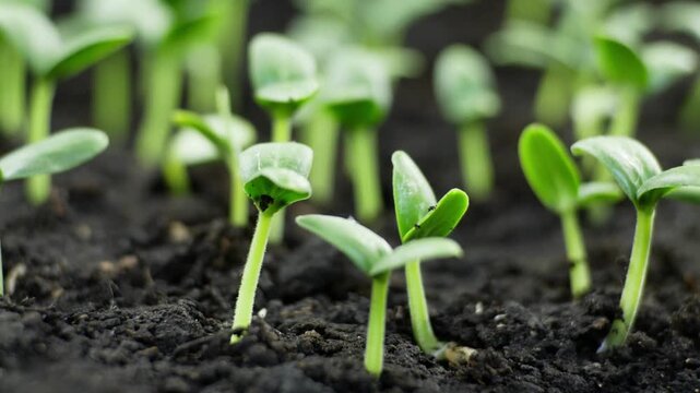 Timelapse footage of cress salad plants germinating in a greenhouse efficiency of agricultural practices