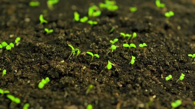 Witness the growth of fresh green plants in a timelapse to the power of nature and sustainable agriculture