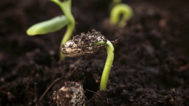 Time lapse of a growing rye field development of the cereal crop in the spring season