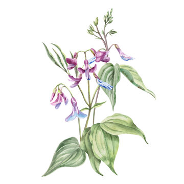 A bouquet of delicate lilac-blue wildflowers called mouse peas. This isolated watercolor illustration is suitable for postcard designs, nature websites, and eco-themed publications.