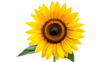 Fototapeta premium Isolated, vibrant sunflower with bright yellow petals, dark center, and green leaves