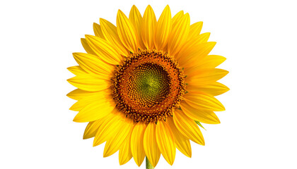 Naklejka premium Vibrant, close-up shot of a sunflower in full bloom against a dark, blurred background