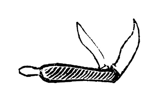 Pocket knife with two blades (penknife), open position showing both cutting edges, detailed black and white sketch, old vintage illustration, 1897.