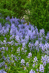 Fototapeta premium Nature, bluebell and flowers in garden for landscape beauty, blossom and botany in ecology. Aesthetic, background and morning with petals, bush and floral plant for environment, ecosystem or growth