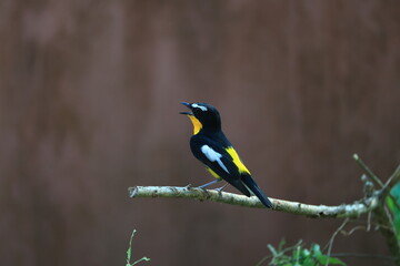 Fototapeta premium The Yellow-rumped Flycatcher is a migratory bird that can be found in parks, community forests, or natural forests throughout Thailand.