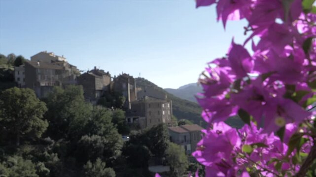 bougainvillier en fleur