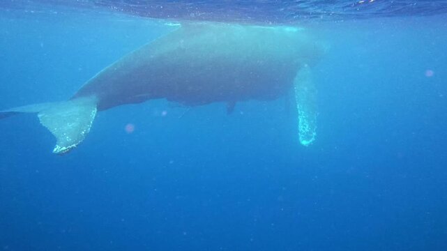 Humpback whale baby in the deep blue waters of Okinawa ,Japan