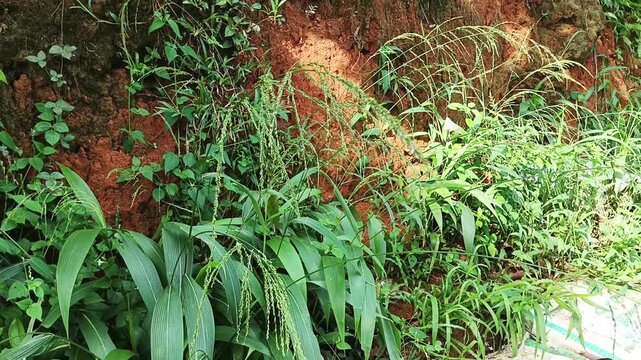 Setaria Palmifolia Plant with Green Leaves and Seed Head
