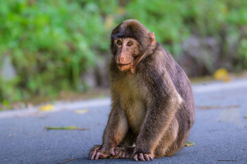 small monkey © san